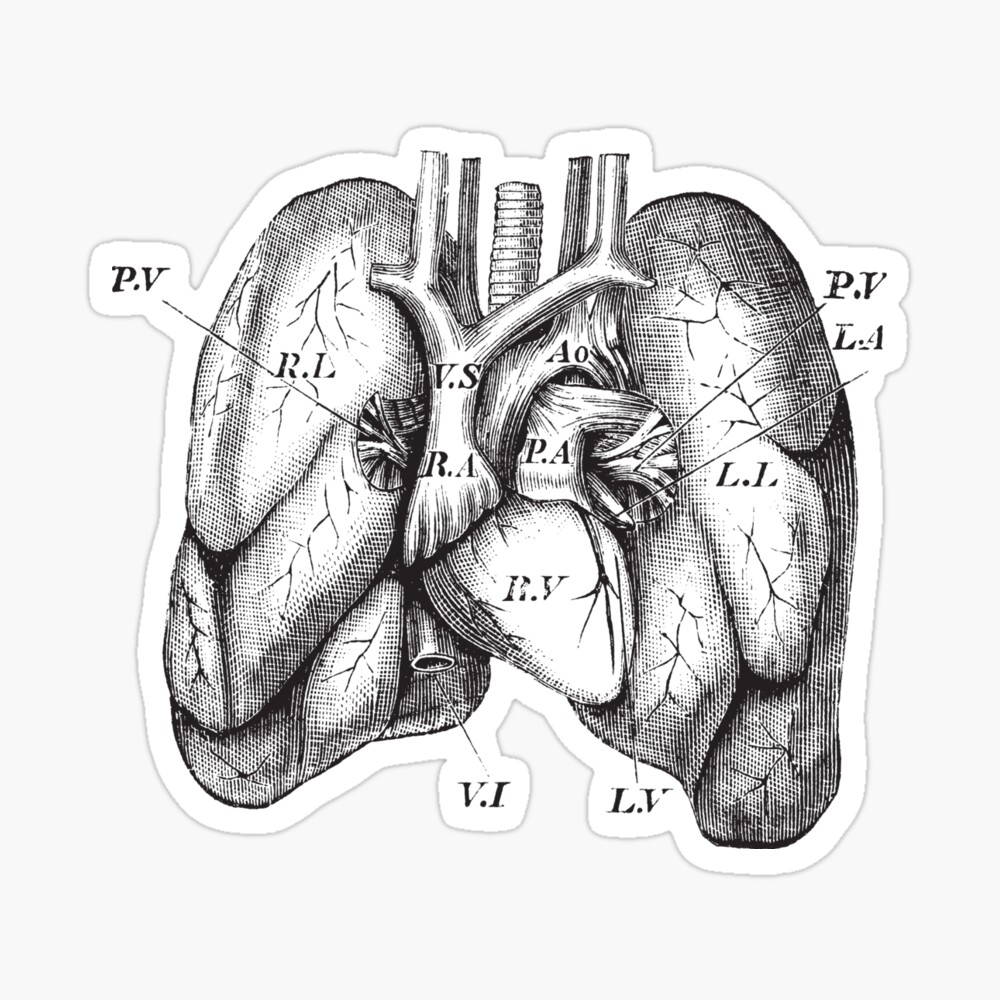 Vector illustration of lungs. doodle drawing of human organ. posters for  the wall • posters medicals, pulmonary, respire | myloview.com