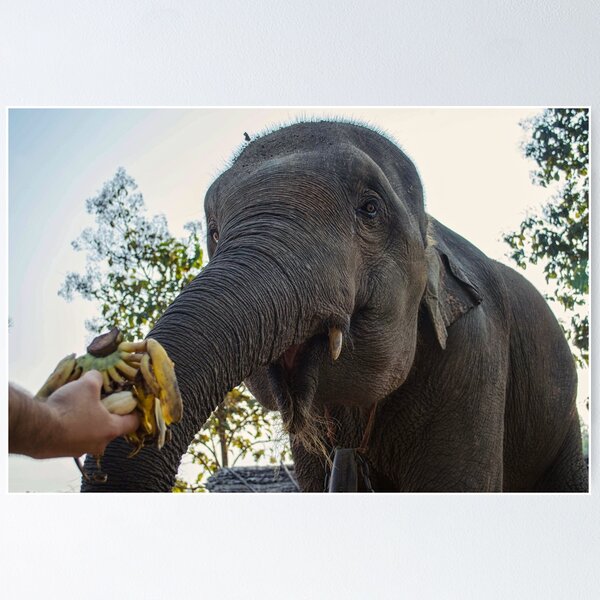 Item preview, Feed the Baby Elephant designed and sold by pkumi.
