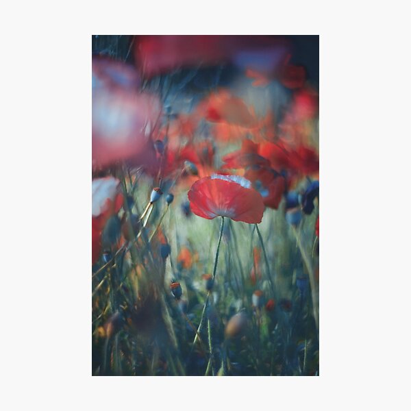 loves garden Photographic Print
