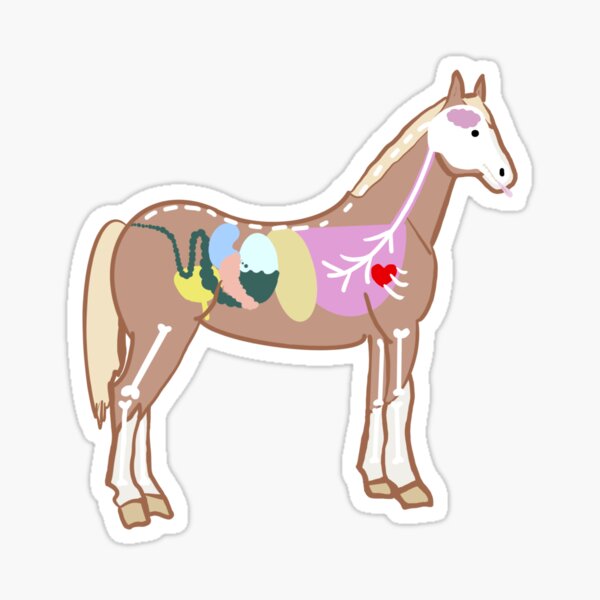 Item preview, Horse anatomy designed and sold by DrSmarms.