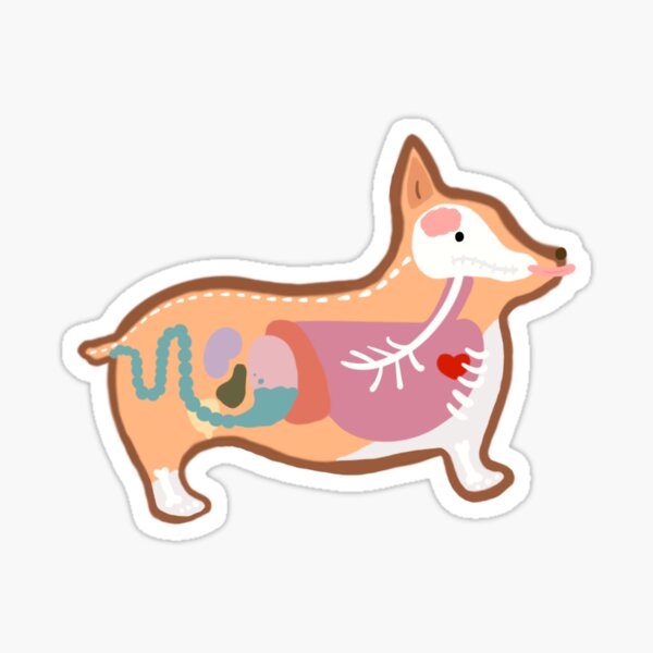 Item preview, Corgi anatomy designed and sold by DrSmarms.