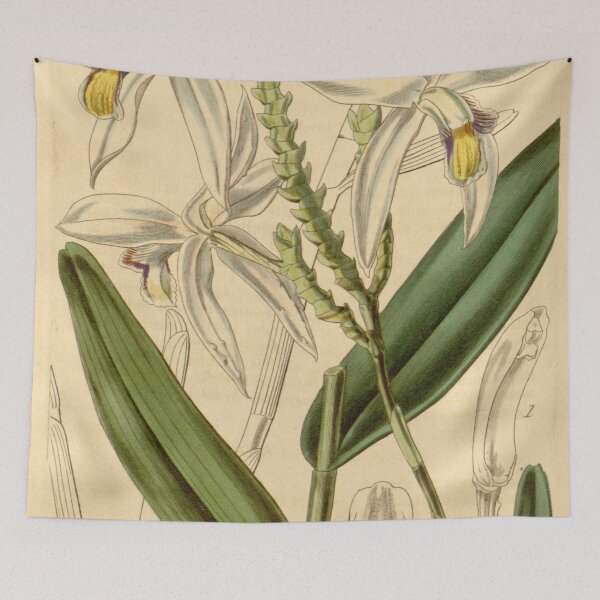 Item preview, Bromheadia finlaysoniana (as Bromheadia palustris) Curtis' 69 (N.S. 16) pl. 4001 (1843) designed and sold by EsotericBotanic.