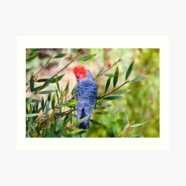 Gang Gang Cockatoo Art Print