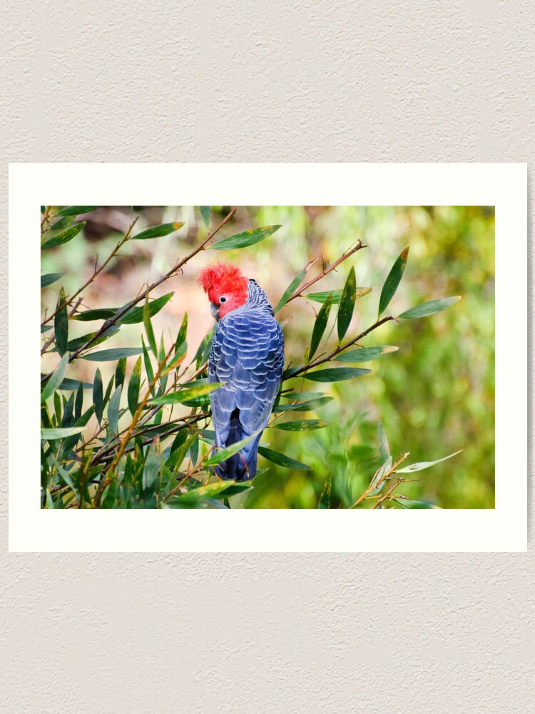 Alternate view of Gang Gang Cockatoo Art Print