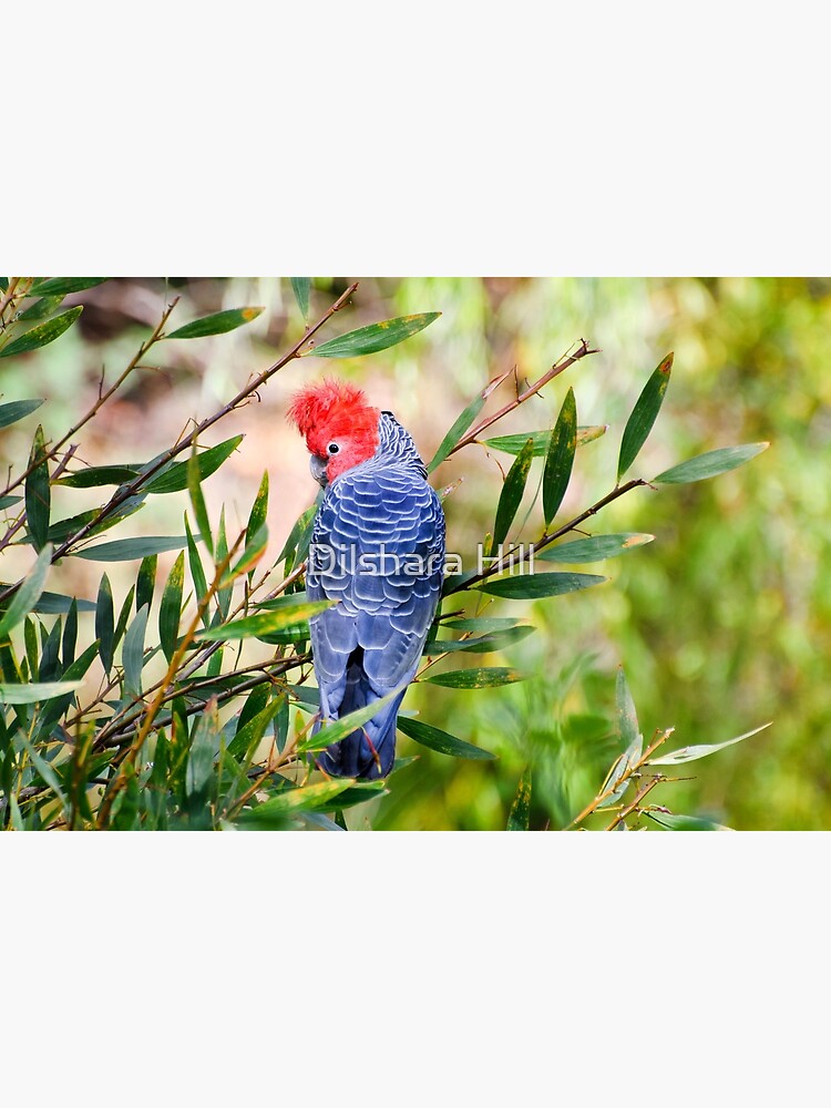 Gang Gang Cockatoo by dilshara