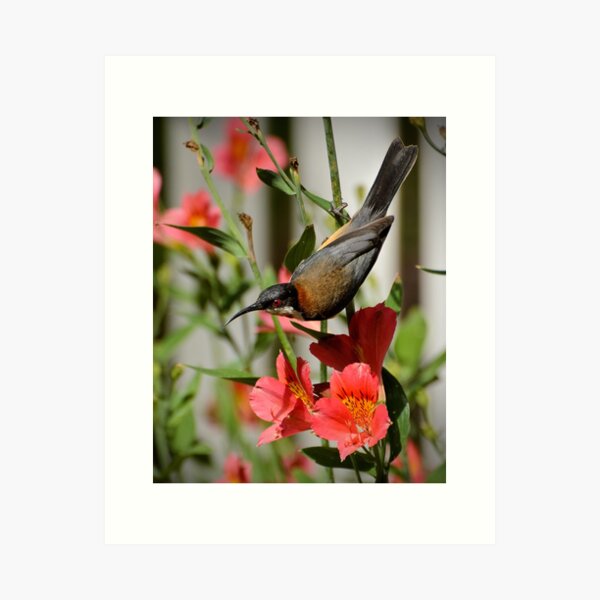Eastern Spinebill Art Print