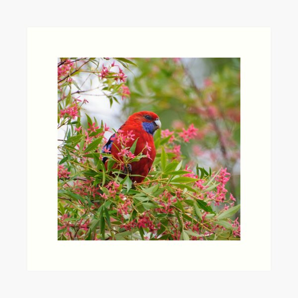 Rosella among the Christmas Bush Art Print