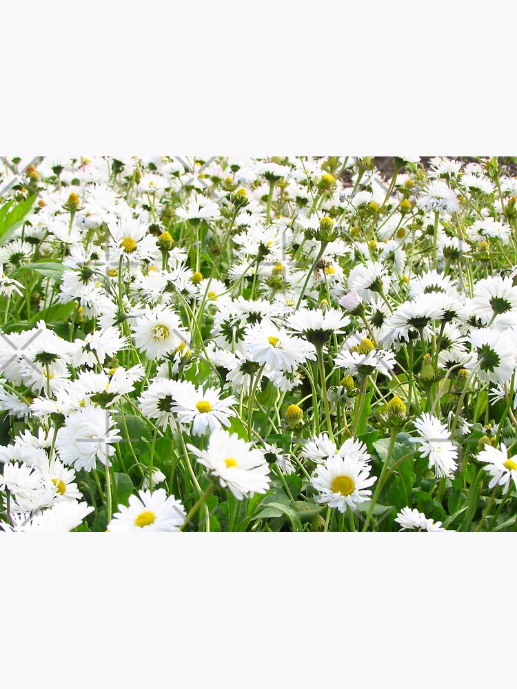 Ask me about my plants. Chamomile field Spring time by CWartDesign