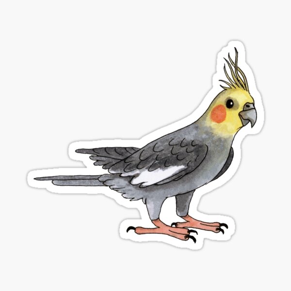 Cockatiel bird Sticker