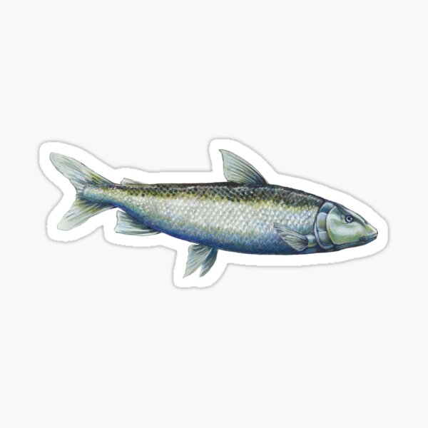 Houting - Fishy business Sticker