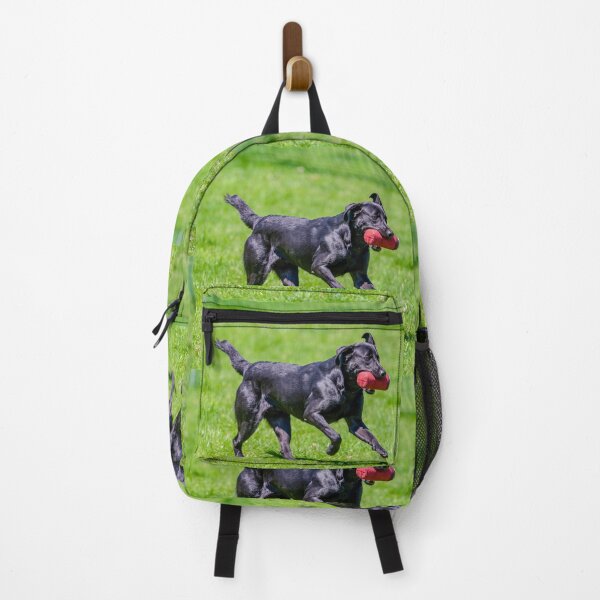 Item preview, Black labrador at gun dog trials designed and sold by Dalyndigital Photography.