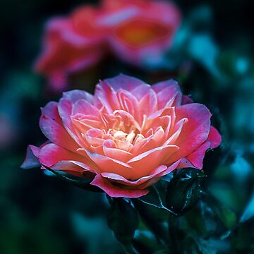 Artwork thumbnail, Eternal Flames: The Alluring Rose by cokemann