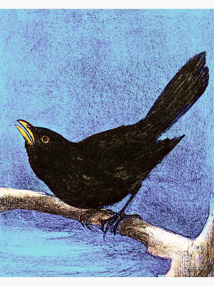 Blackbird in blue by anni103