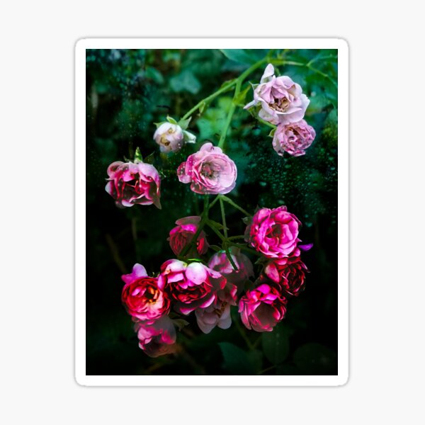 Rose Rush Sticker