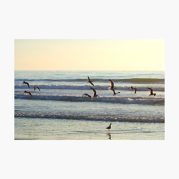 Artikelvorschau, Daytona Beach entworfen und verkauft von COLLINSPHOTO.