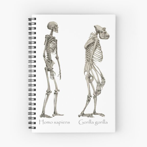 Item preview, Homo sapiens and Gorilla gorilla skeletons designed and sold by Ecologos.