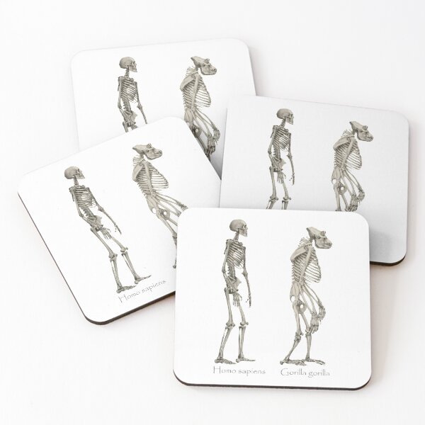Item preview, Homo sapiens and Gorilla gorilla skeletons designed and sold by Ecologos.