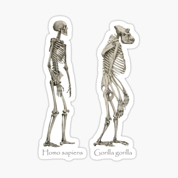 Homo sapiens and Gorilla gorilla skeletons Sticker