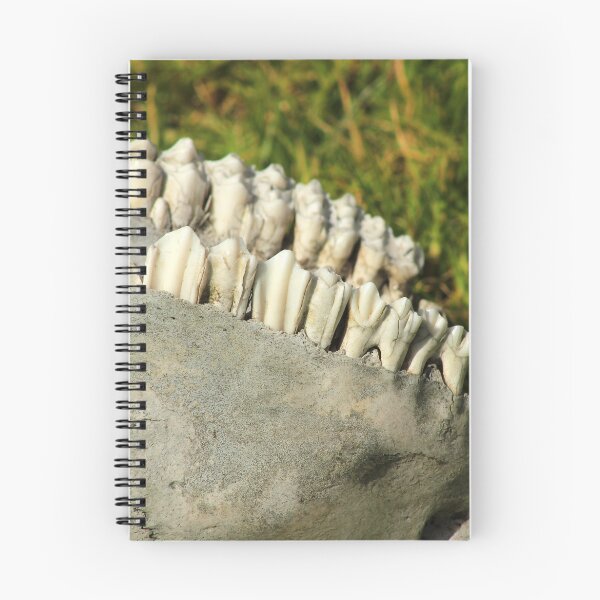 Item preview, Jaw Bone of a Cow designed and sold by rhamm.
