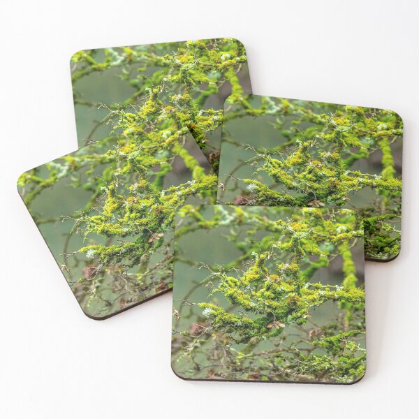 Item preview, Lichens and Moss green magic designed and sold by Dalyndigital Photography.