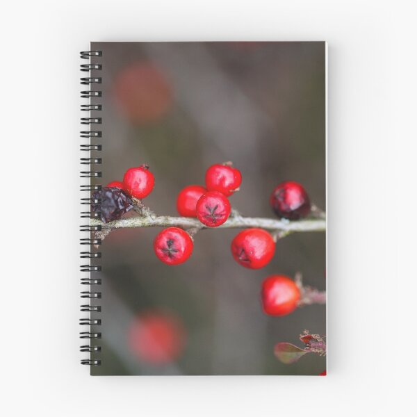 Item preview, Small red berries on a cotoneaster bush. designed and sold by Zosimus.