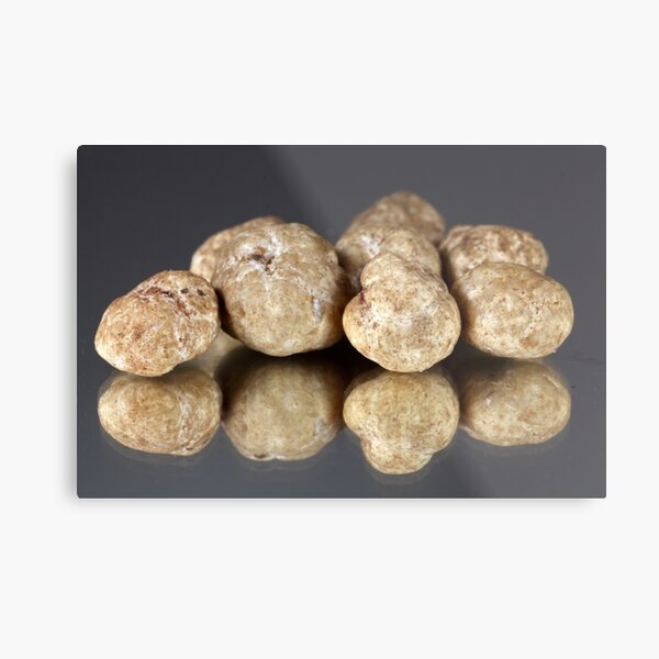 White truffles Tuber oligospermum Metal Print