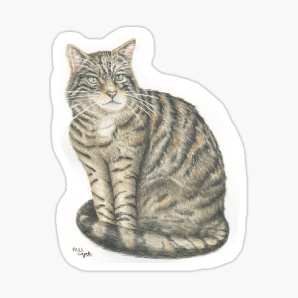 Scottish Wildcat - wildcat of British Highlands Sticker