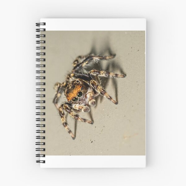 Item preview, House Jumping Spider - Hypoblemum albovittatum designed and sold by Normf.