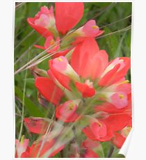 Unterwegs mit Indian Paintbrush Poster