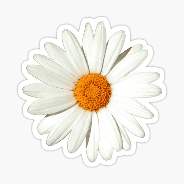 Gänseblümchen Sticker