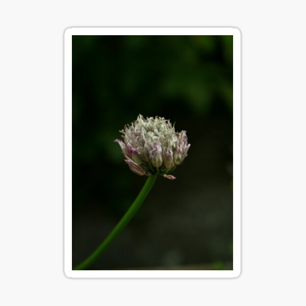 Garden Flower Sticker