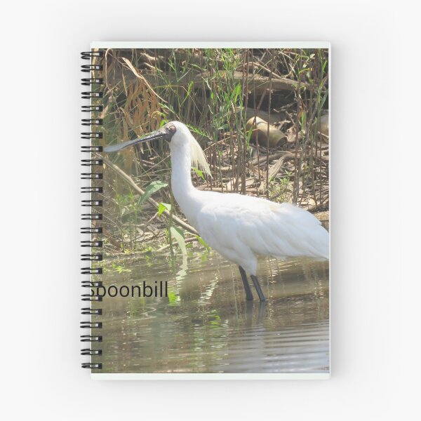Item preview, Royal Spoonbill, Lake Forbes, NSW designed and sold by ferylgirl.