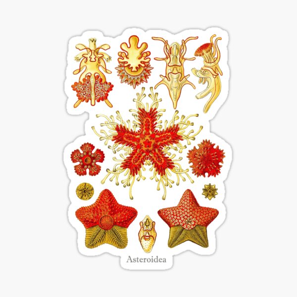 Haeckel's Asteroidea (starfish) Sticker