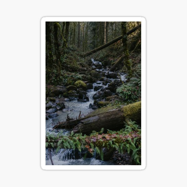 River in a Northwest Forest Sticker