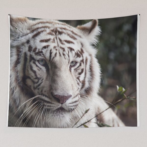 Item preview, White Tiger. Great White Tiger. Beautiful Tiger designed and sold by Williams Anderson.