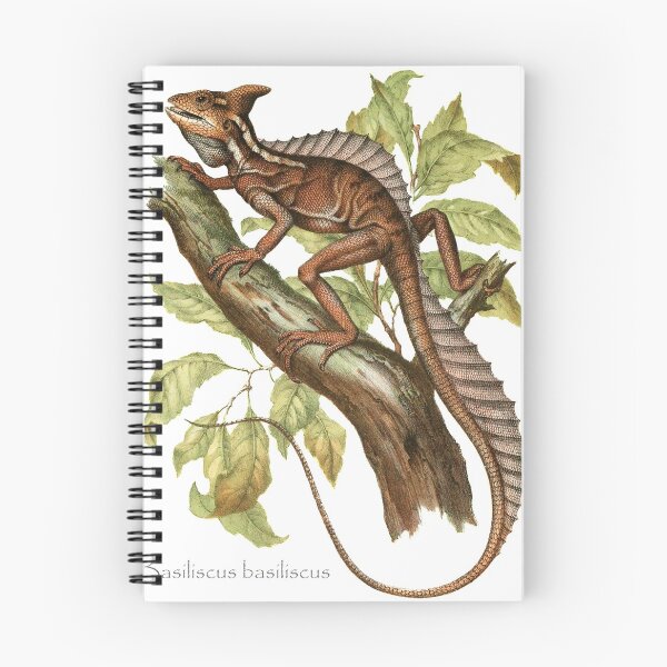 Aperçu de l'œuvre Lézard de basilic! (Basiliscus basiliscus) créée et vendue par Ecologos.