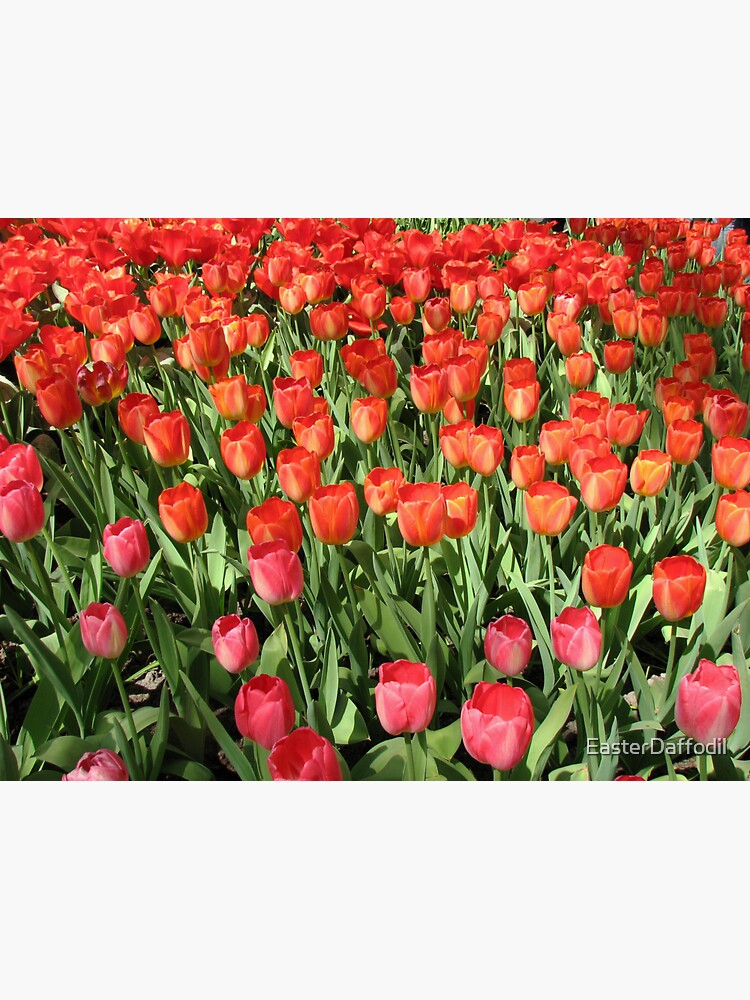 "Keukenhof Tulips" Sticker for Sale by EasterDaffodil Redbubble