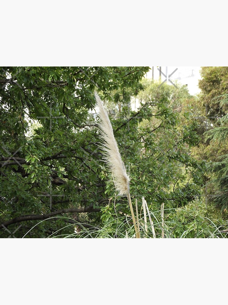 Pampas Grass - Plant Jungle