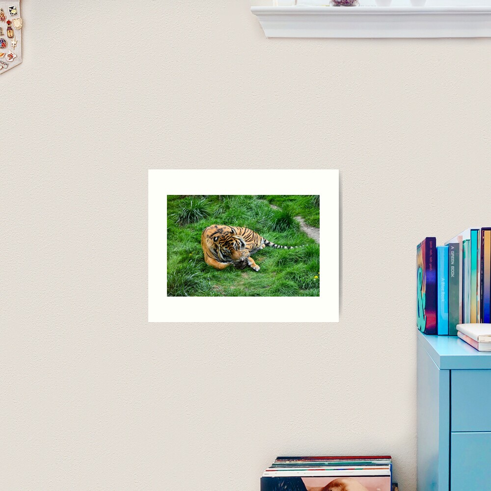 Tiger in grass Art Print
