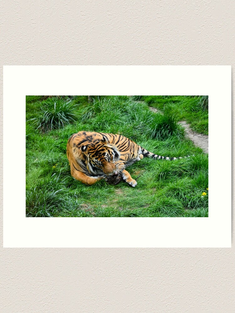 Alternate view of Tiger in grass Art Print