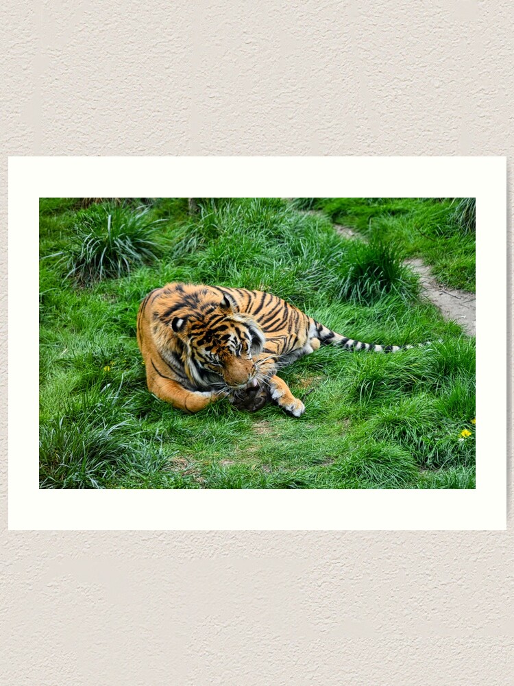 Alternate view of Tiger in grass Art Print