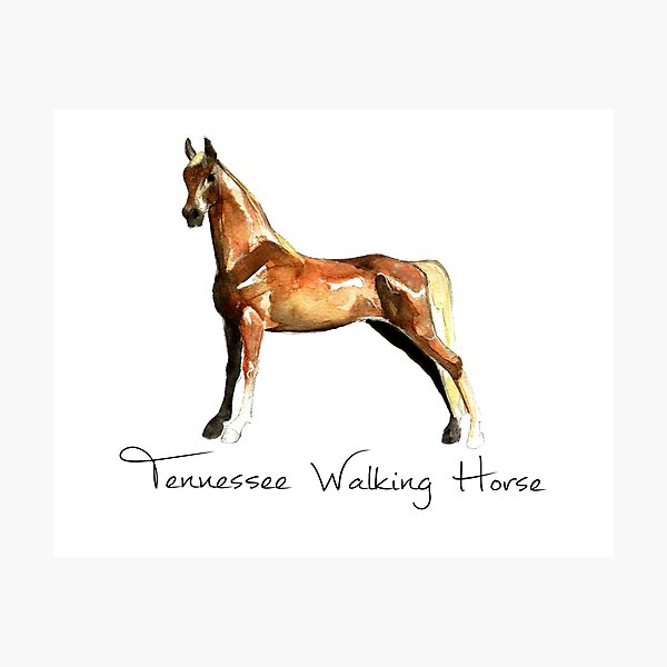 Aperçu de l'œuvre Profil de race de cheval de marche du Tennessee créée et vendue par Lavender Woodman.