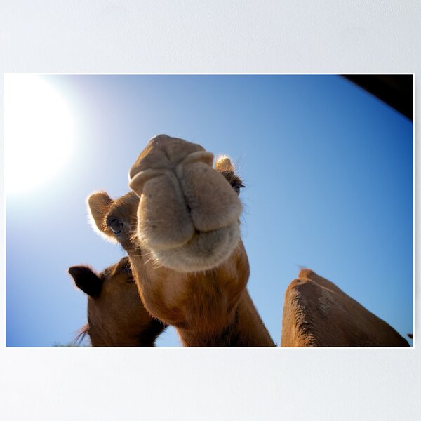 Item preview, Funny camel designed and sold by buixa2.