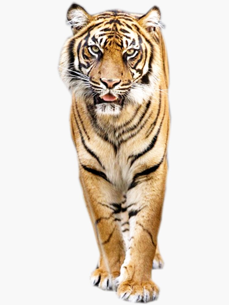 Thumbnail 3 von 3, Sticker, Tiger designt und verkauft von Vitalia.