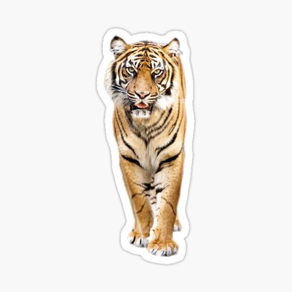 2 x Heart Stickers 7.5 cm White Tiger Wild Big Cat Jungle Animal  #24434 