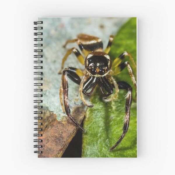Item preview, Two spot big jaw northern jumping spider-male designed and sold by Normf.