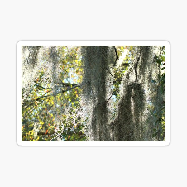Item preview, Spanish moss designed and sold by Debi Matlack.