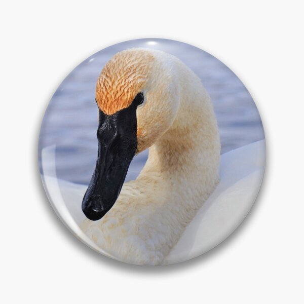 Item preview, Trumpeter Swan designed and sold by mylensflow.