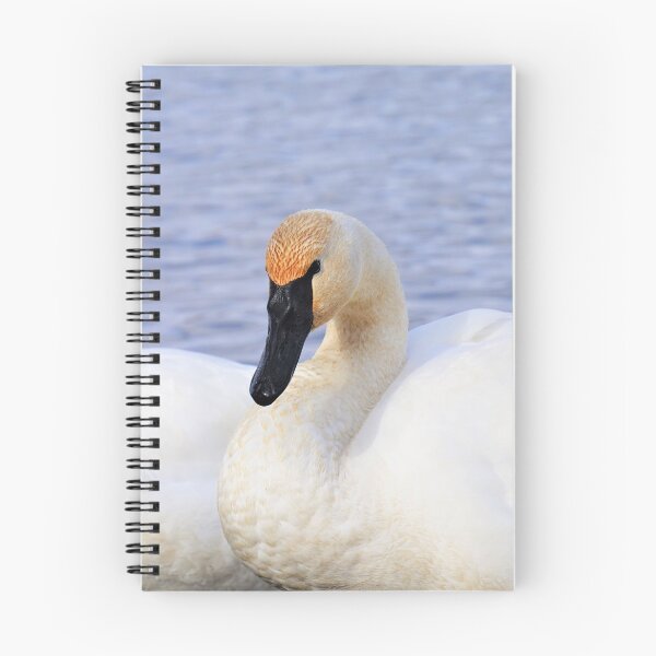 Item preview, Trumpeter Swan designed and sold by mylensflow.
