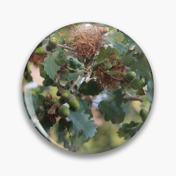 Item preview, Oak Tree Acorns designed and sold by SweepingShadows.